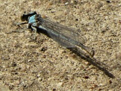 Argia moesta