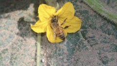 Apis mellifera