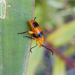 Stethopachys formosa