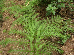 Pteris chilensis