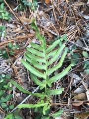 Pteridium