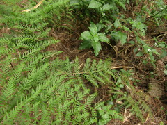 Pteris chilensis