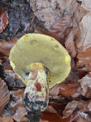 Butyriboletus pseudoregius