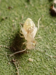Trichopsocus