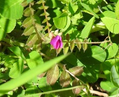 Vicia villosa