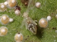 Trichopsocus
