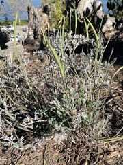 Eschscholzia californica