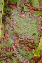 Ramularia rubella