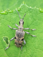 Rhagium mordax
