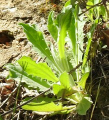 Andryala integrifolia