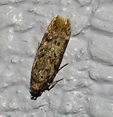 Dichomeris punctipennella