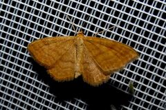Idaea ochrata