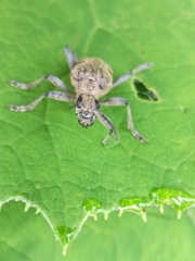 Rhagium mordax