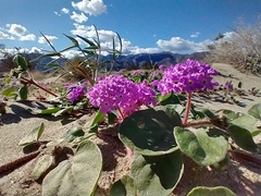 Abronia villosa villosa