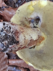 Butyriboletus pseudoregius