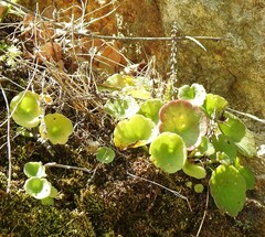 Umbilicus rupestris