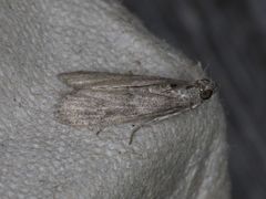 Ectomyelois ceratoniae