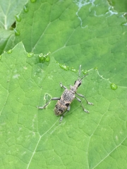 Rhagium mordax
