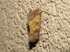 Papaipema cataphracta