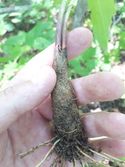 Allium ochotense