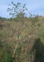 Lonicera periclymenum