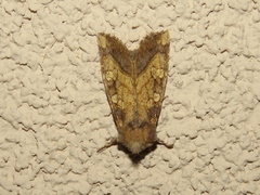 Papaipema cataphracta