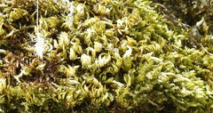 Homalothecium sericeum