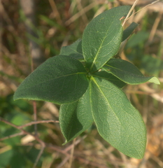 Lonicera periclymenum