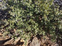 Ceanothus perplexans