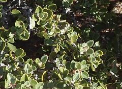 Ceanothus perplexans