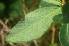 Lonicera periclymenum