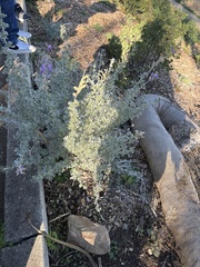 Lupinus chamissonis