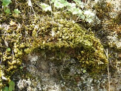Homalothecium sericeum