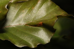 Phyllonorycter maestingella