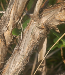 Lonicera periclymenum
