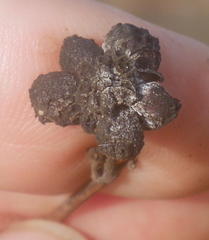 Lonicera periclymenum