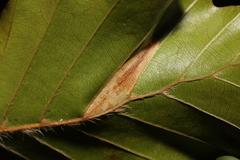 Phyllonorycter maestingella