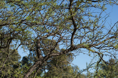 Prosopis caldenia