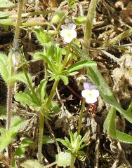 Viola kitaibeliana