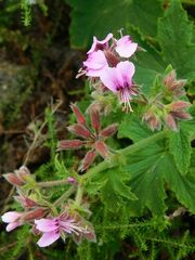 Pelargonium hispidum