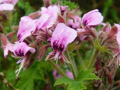 Pelargonium hispidum