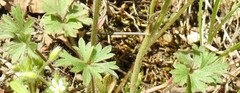 Ranunculus paludosus