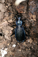 Carabus intricatus