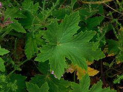 Pelargonium hispidum