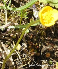 Ranunculus paludosus