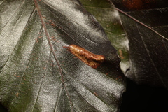Phyllonorycter maestingella
