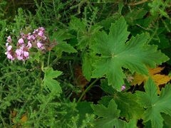 Pelargonium hispidum