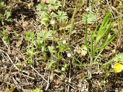 Ranunculus paludosus