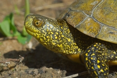 Emys orbicularis