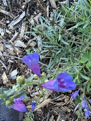 Penstemon